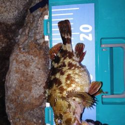 メバリングからガシリング