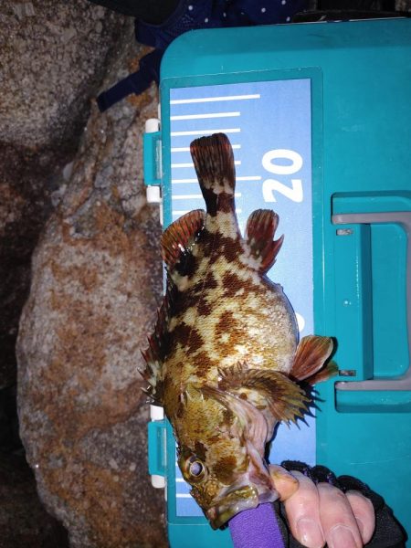 メバリングからガシリング