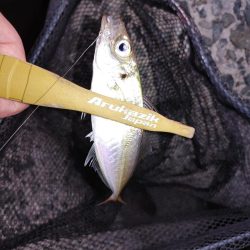 アジングからのメバリング