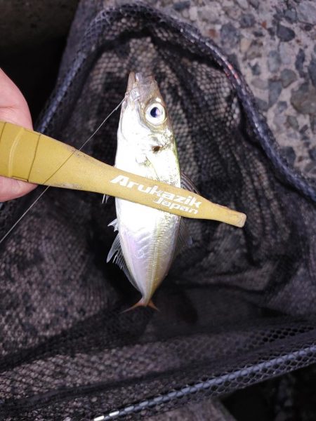 アジングからのメバリング