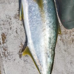 グットなヒラマサ