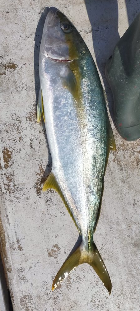 グットなヒラマサ