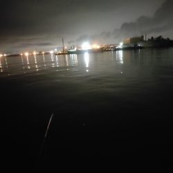 今年初バチパターンで