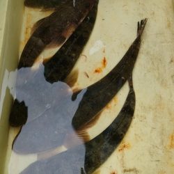 一之瀬丸でマゴチ釣り