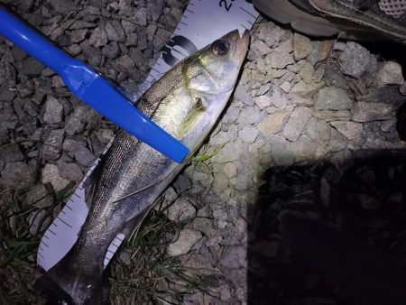 なんとか釣れました。。