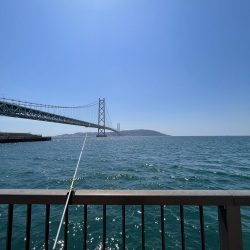 カレイはどこっすか？