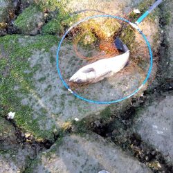 4月初めてルアーで釣れた