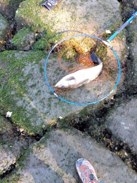 4月初めてルアーで釣れた