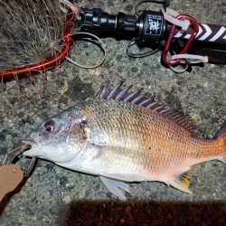 2023/03/30 南港ライトゲーム釣行