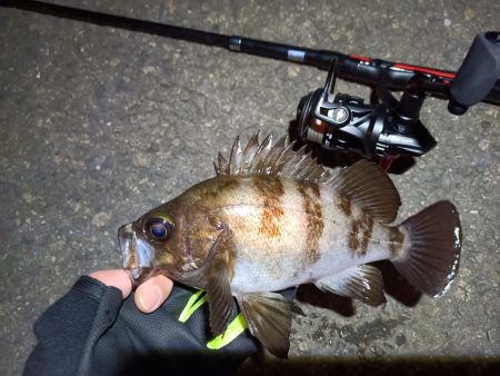 2023/04/02 南港ライトゲーム釣行…