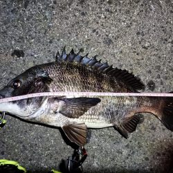 2023/04/03 南港ヘチ釣り釣行