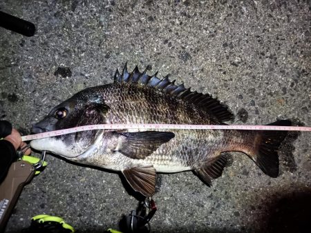 2023/04/03 南港ヘチ釣り釣行