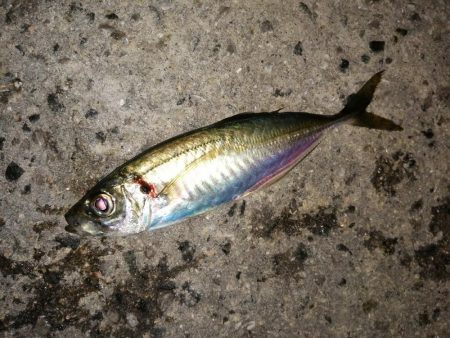 時期が来ましたか？