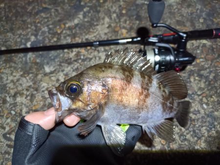 2023/04/04 南港ライトゲーム釣行…