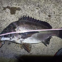 2023/04/05 南港ヘチ釣り釣行