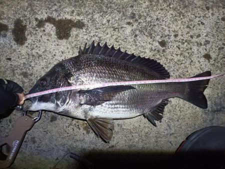 2023/04/05 南港ヘチ釣り釣行