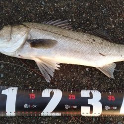 青物狙いでシーバス