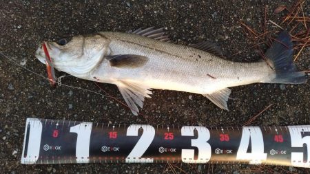 青物狙いでシーバス