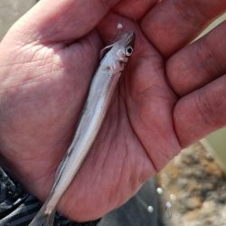 2023/04/08 大阪市内河川 稚鮎釣り