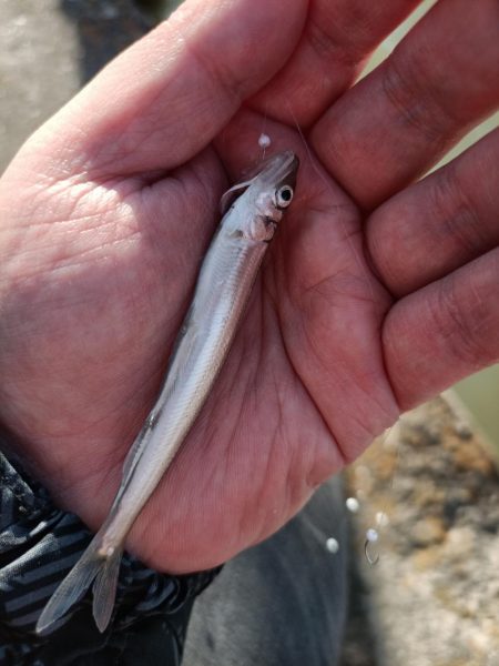 2023/04/08 大阪市内河川 稚鮎釣…