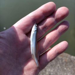 2023/04/09 大阪市内河川 稚鮎釣り