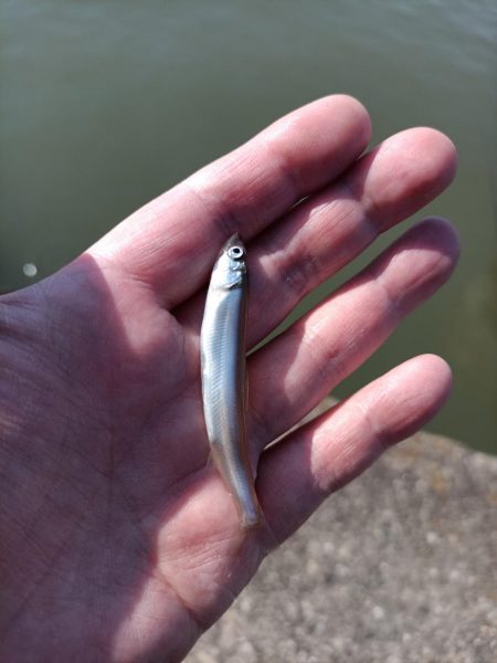 2023/04/09 大阪市内河川 稚鮎釣…