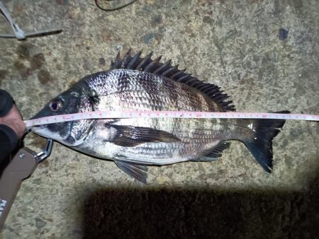 2023/04/09 南港ライトゲーム釣行…