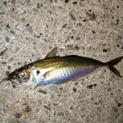 春アジとらえれず