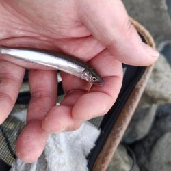 2023/04/13 大阪市内河川 稚鮎釣り