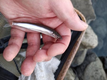 2023/04/13 大阪市内河川 稚鮎釣…