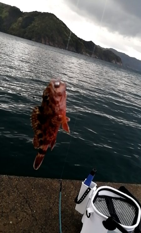 ちびガシラ連発