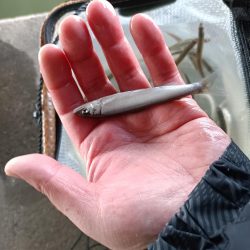 2023/04/17 大阪市内河川 稚鮎釣り