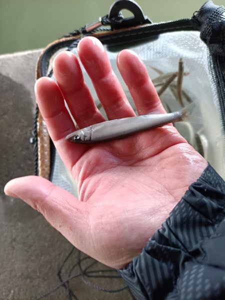 2023/04/17 大阪市内河川 稚鮎釣…