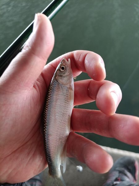 2023/04/20 大阪市内河川 稚鮎釣り