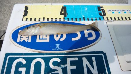 キスの活性が上がりません