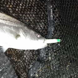 セイゴだらけ…