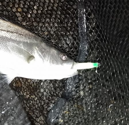 セイゴだらけ…