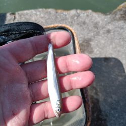 2023/04/22 大阪市内河川 稚鮎釣り