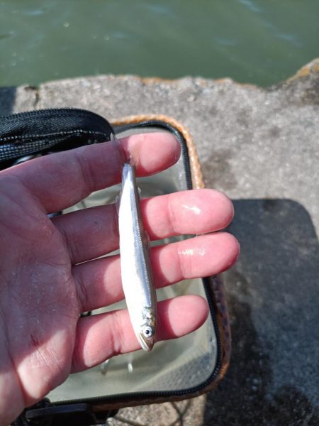 2023/04/22 大阪市内河川 稚鮎釣り