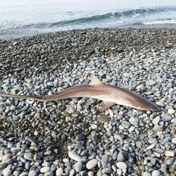 ヒラメバラシからのデカアタリの正体は…