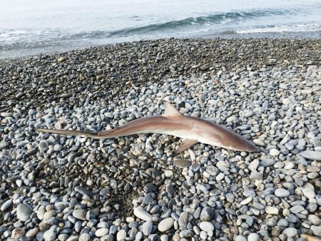 ヒラメバラシからのデカアタリの正体は…