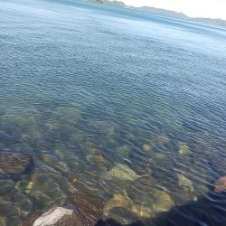 メバルを狙いましたが…