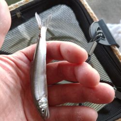 2023/04/23 大阪市内河川 稚鮎釣り