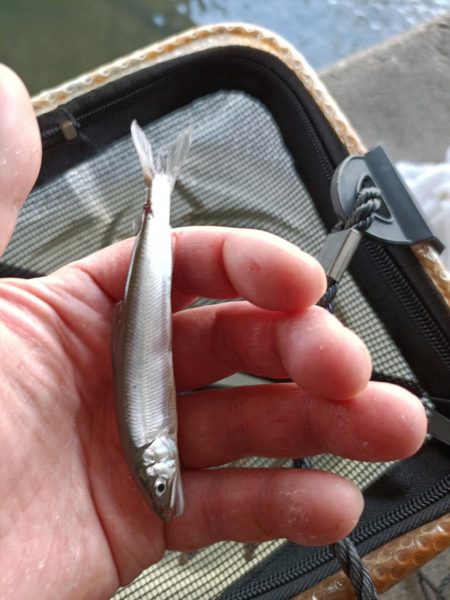 2023/04/23 大阪市内河川 稚鮎釣り