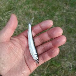 2023/04/24 大阪市内河川 稚鮎釣り