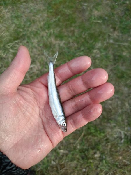 2023/04/24 大阪市内河川 稚鮎釣り