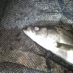 日によってサイズはバラバラ…