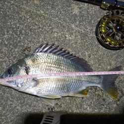 2023/04/24 舞洲ヘチ釣り釣行 遠征