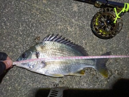 2023/04/24 舞洲ヘチ釣り釣行 遠…