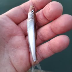 2023/04/27 大阪市内河川 稚鮎釣り